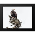 thumbnail image 1 of Highsmith, Carol 18x15 Black Modern Framed Museum Art Print Titled - A Young Bald Eagle-Yellowstone National Park-Wyoming, 1 of 4