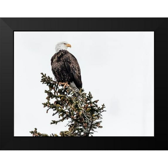 Highsmith, Carol 18x15 Black Modern Framed Museum Art Print Titled - A Young Bald Eagle-Yellowstone National Park-Wyoming