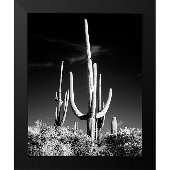 Highsmith, Carol 20x24 Black Modern Framed Museum Art Print Titled - Saguaro Cactus near Tucson-Arizona