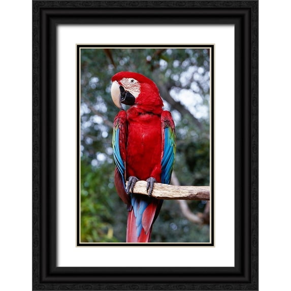 Highsmith, Carol 23x32 Black Ornate Wood Framed with Double Matting Museum Art Print Titled - Parrot on a Tree