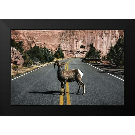 Highsmith, Carol 24x17 Black Modern Framed Museum Art Print Titled - A Bighorn Sheep in Colorado National Monument-Mesa County-Colorado