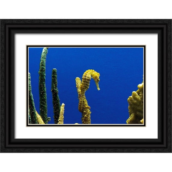 Highsmith, Carol 24x17 Black Ornate Wood Framed with Double Matting Museum Art Print Titled - Seahorse