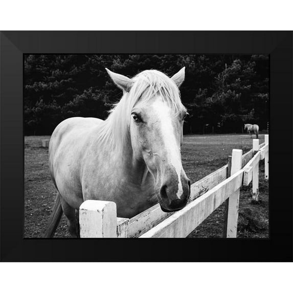 Highsmith, Carol 24x19 Black Modern Framed Museum Art Print Titled - Horse in Orick-California