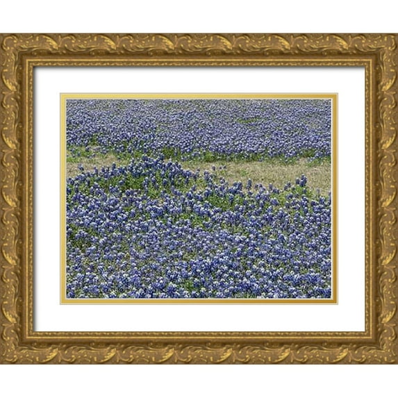 Highsmith, Carol 24x19 Gold Ornate Wood Framed with Double Matting Museum Art Print Titled - A profusion of Bluebonnets, in a field in Boerne, TX