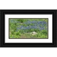 thumbnail image 1 of Highsmith, Carol 32x18 Black Ornate Wood Framed with Double Matting Museum Art Print Titled - Bluebonnets at the Lady Bird Johnson Wildflower Center, near Austin, TX, 1 of 4