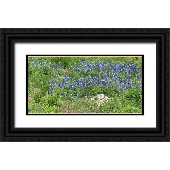 Highsmith, Carol 32x18 Black Ornate Wood Framed with Double Matting Museum Art Print Titled - Bluebonnets at the Lady Bird Johnson Wildflower Center, near Austin, TX