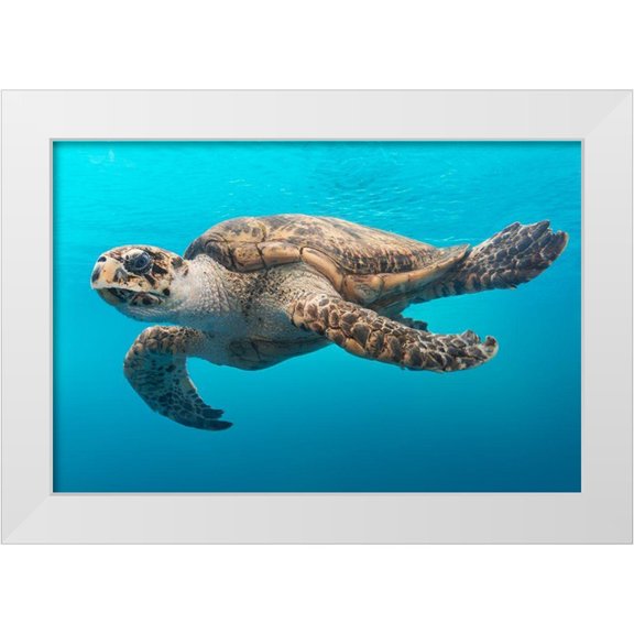 Highsmith, Carol 32x23 White Modern Wood Framed Museum Art Print Titled - A Turtle at the Texas State Aquarium in Corpus Christi