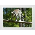 thumbnail image 1 of Highsmith, Carol 32x23 White Modern Wood Framed Museum Art Print Titled - Lemur, 1 of 4
