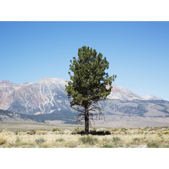 Highsmith Lone Tree Yosemite Landscape Photo Extra Large XL Wall Art Poster Print