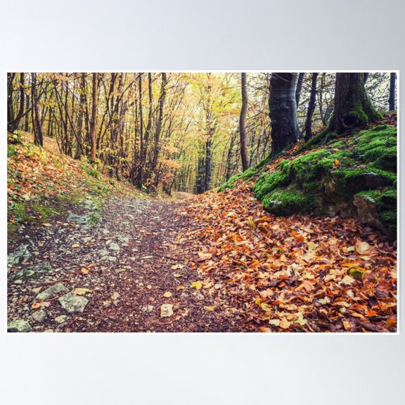 Hike In The Forest Poster Wall Art, Modern Wall Decor, 12x18 UNFRAMED