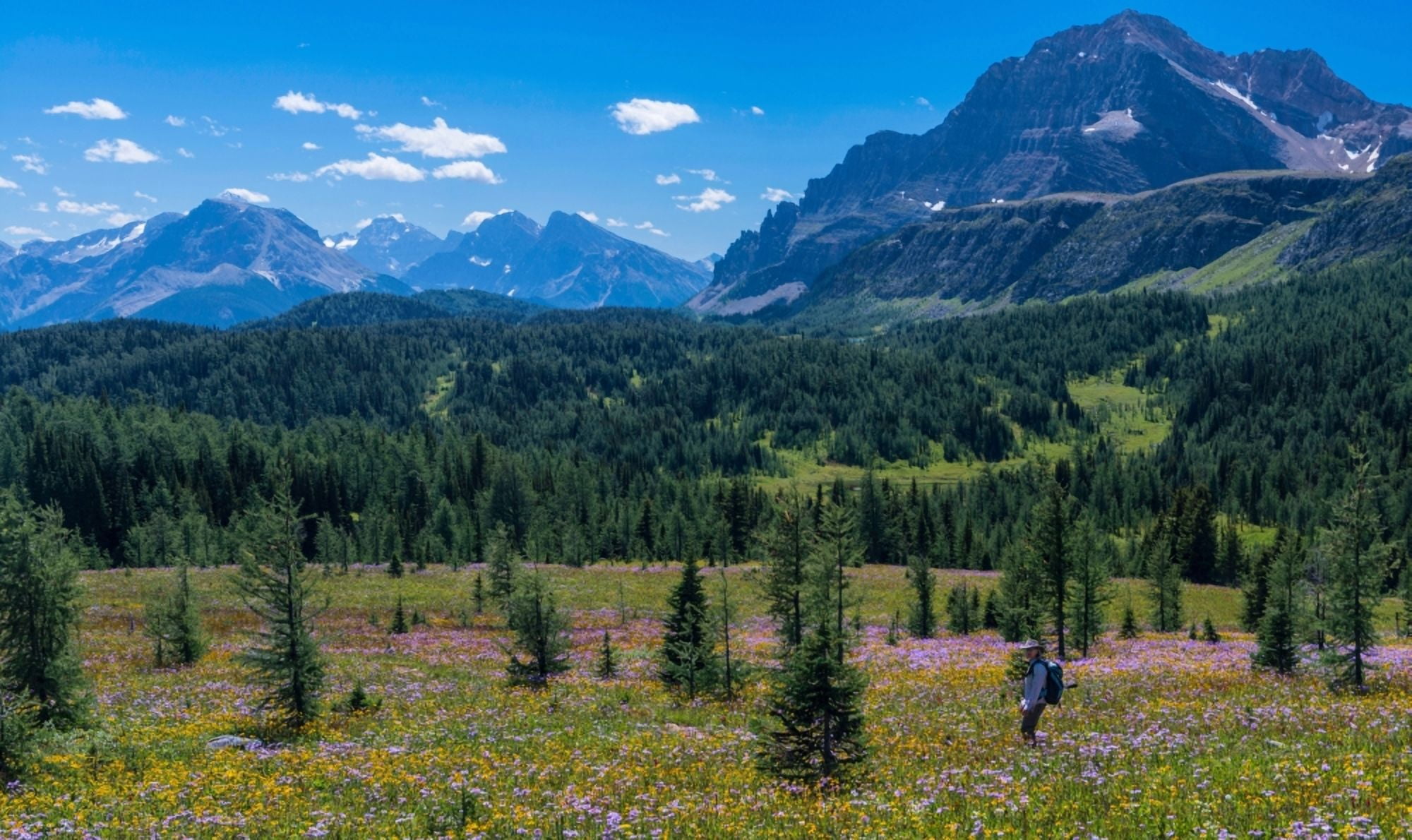 Hiker at wildflowers meadow Monarch Ramparts Healy Pass Alberta Canada Canvas Art - Panoramic Images (12 x 20)