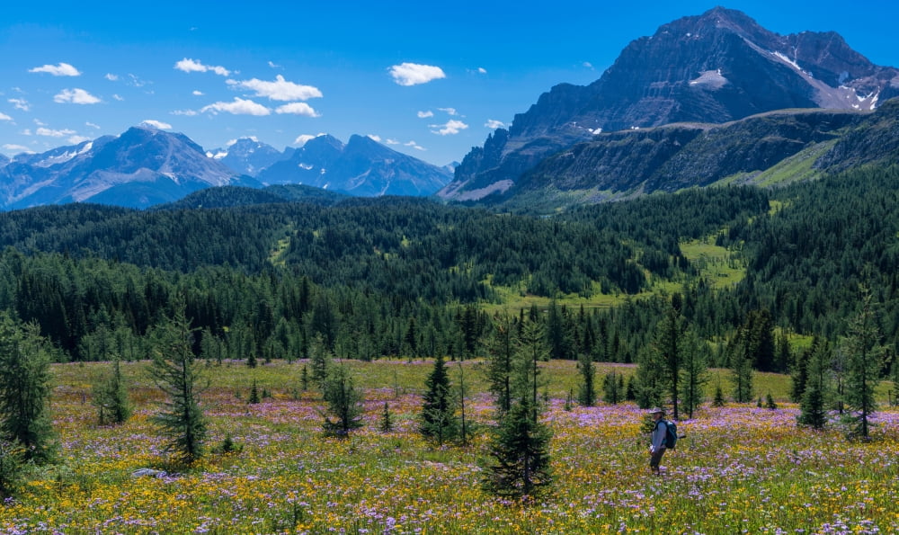 Hiker at wildflowers meadow Monarch Ramparts Healy Pass Alberta Canada Canvas Art - Panoramic Images (24 x 40)