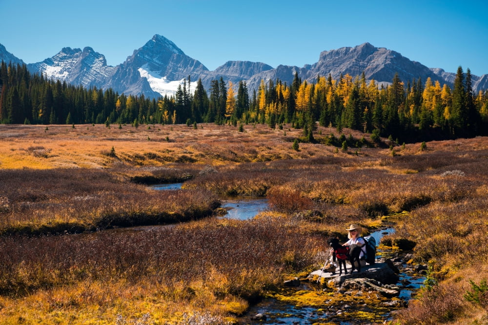 Hiker with black dog along Chester Creek Chester Meadows Mount Murray Mount French Mount Smith-Dorrien Alberta Canada Canvas Art - Panoramic Images (24 x 36)