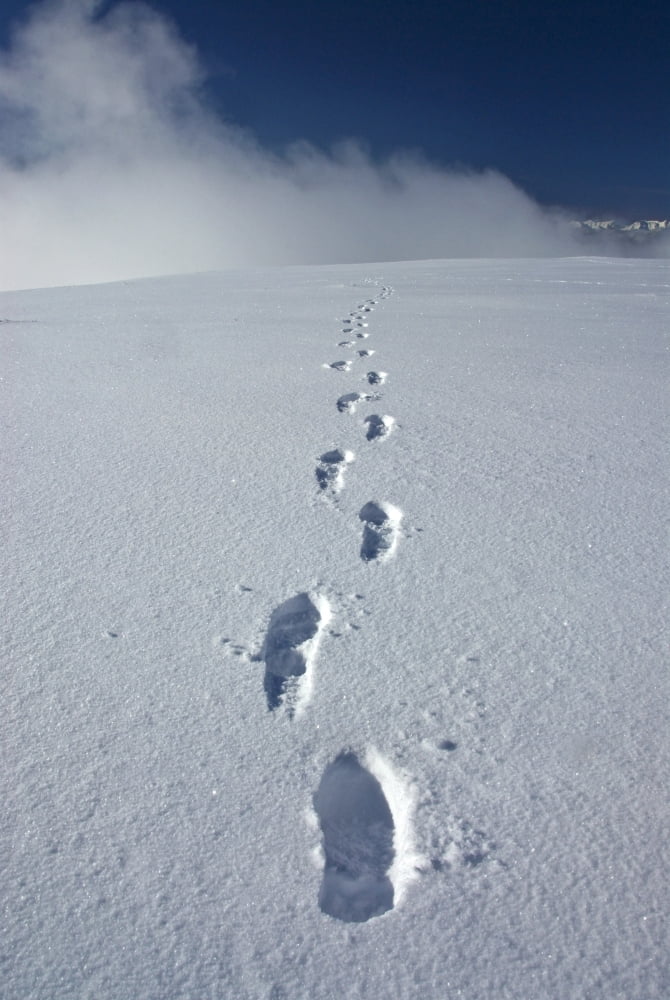Hikers Boot Tracks In Snow Leading Up Primrose Ridge During Winter In Denali National Park Alaska Canvas Art - Mark Newman  Design Pics (11 x 17)