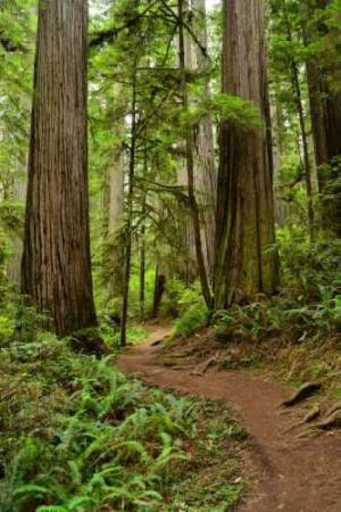Hiking Trail I Canvas Art - Brian Moore (24 x 36)
