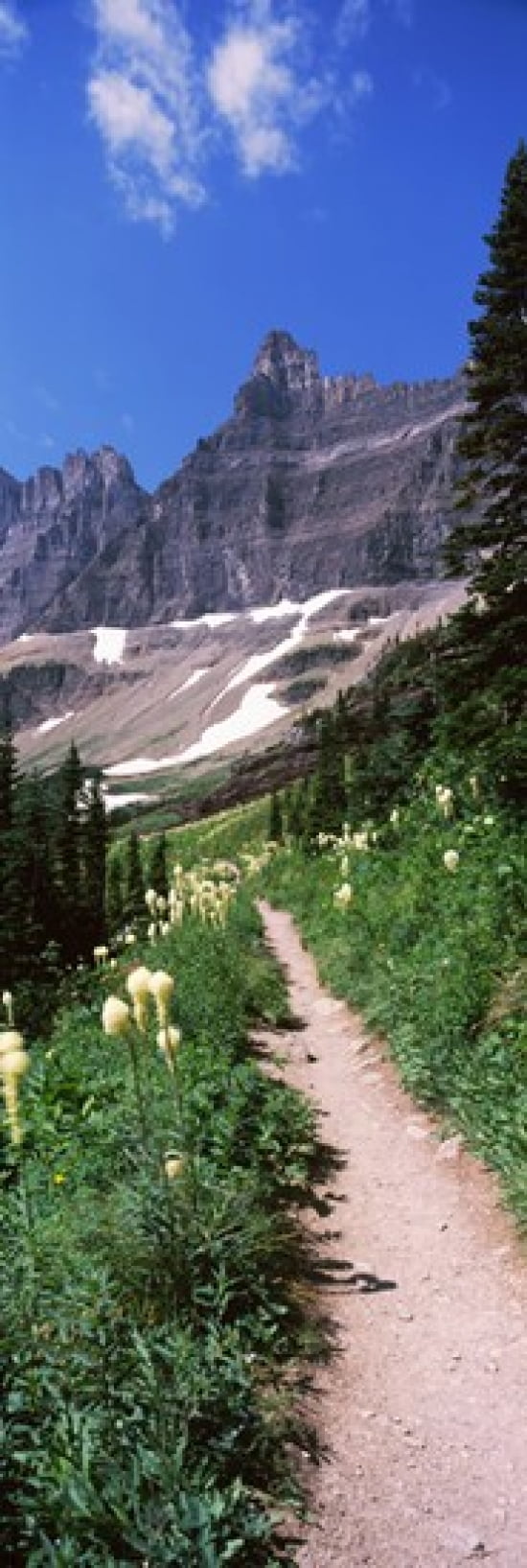 Hiking trail at US Glacier National Park Montana USA Canvas Art - Panoramic Images (36 x 12)