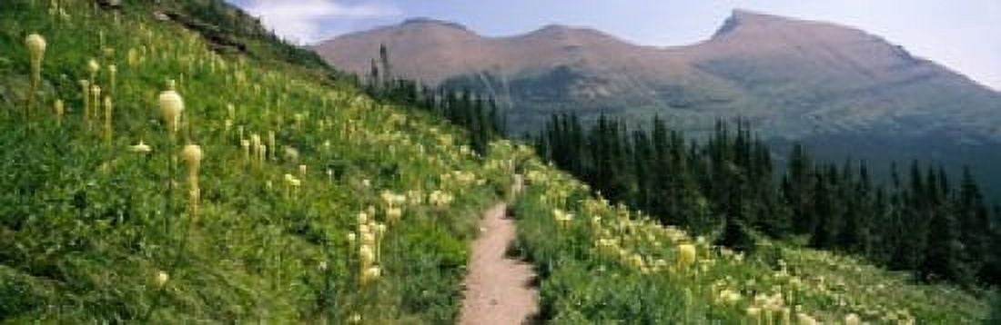 Hiking trail with Beargrass (Xerophyllum tenax) at US Glacier National Park Montana USA Canvas Art - Panoramic Images (18 x 6)
