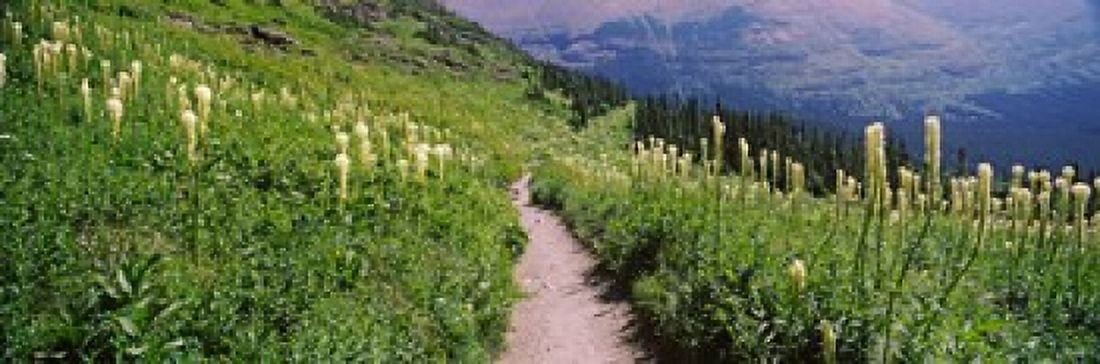 Hiking trail with Beargrass (Xerophyllum tenax) at US Glacier National Park Montana USA Canvas Art - Panoramic Images (36 x 12)