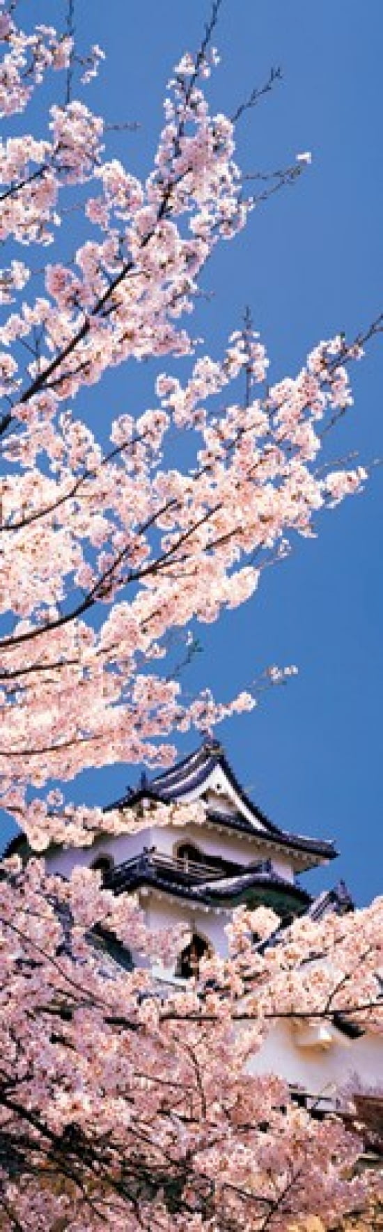 Hikone Castle wcherry blossoms Shiga Japan Canvas Art - Panoramic Images (36 x 12)