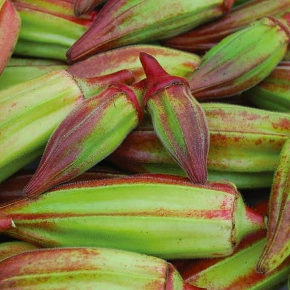 Hill Country Red Okra Seeds - 200 Seed Pack - Non GMO - Beautiful Tall red-stemmed Plants Produce Wide Green pods tinged with red