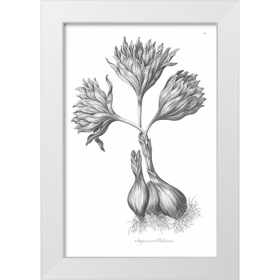 Hill, John 11x14 White Modern Wood Framed Museum Art Print Titled - Sanguineous Colchicum