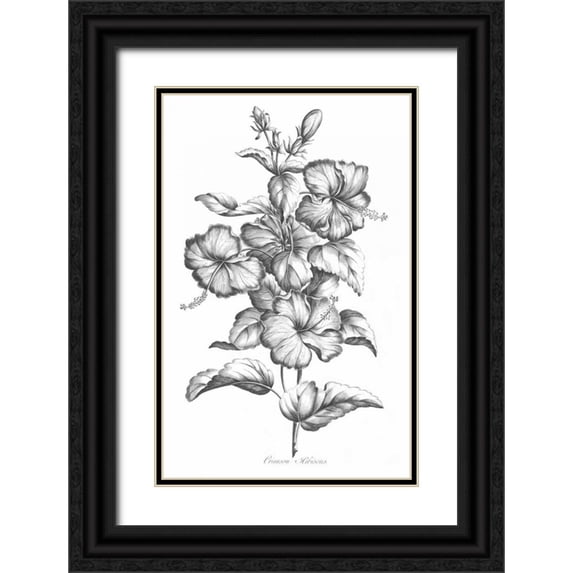 Hill, John 17x24 Black Ornate Wood Framed with Double Matting Museum Art Print Titled - Crimson Hibiscus