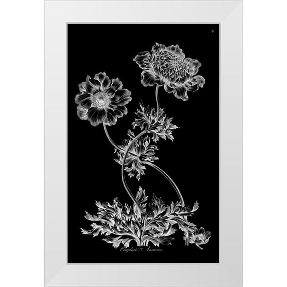 Hill, John 17x24 White Modern Wood Framed Museum Art Print Titled - Complete Anemone