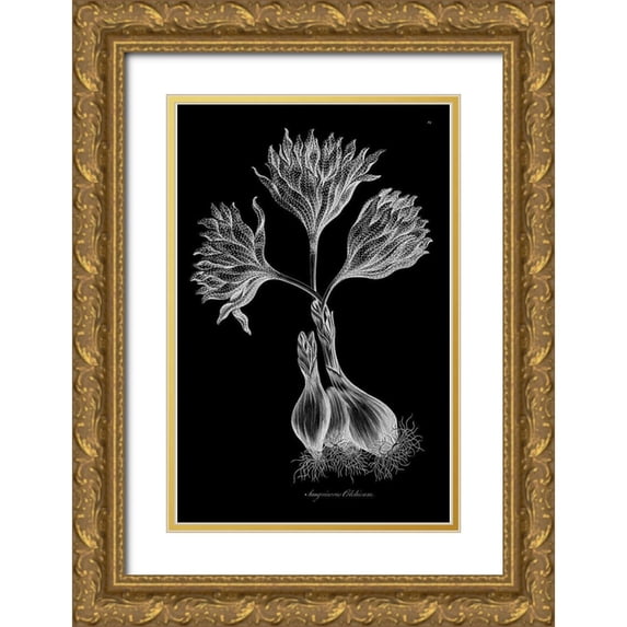 Hill, John 22x32 Gold Ornate Wood Framed with Double Matting Museum Art Print Titled - Sanguineous Colchicum