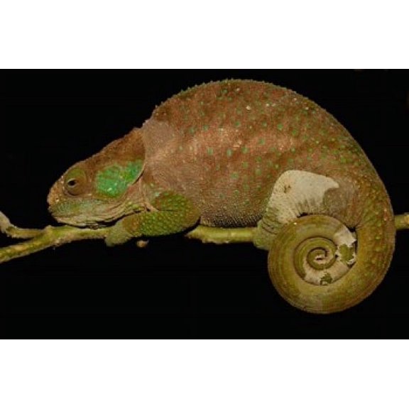 Hilleniusi chameleon lizard MADAGASCAR Canvas Art - Pete Oxford DanitaDelimont (19 x 12)