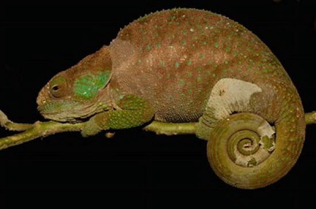 Hilleniusi chameleon lizard MADAGASCAR Canvas Art - Pete Oxford DanitaDelimont (38 x 26)