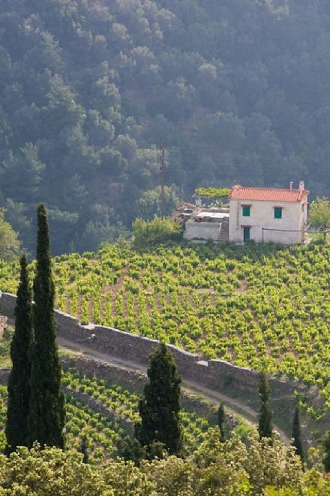 Hillside Vineyard Manolates Samos Aegean Islands Greece Canvas Art - Walter Bibikow DanitaDelimont (24 x 36)