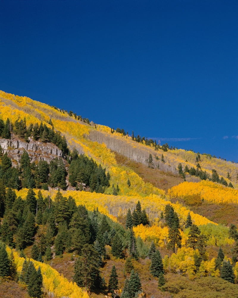 Hillside of yellow Aspen trees and Evergreen trees in the San Juan Nationl Forest Colorado Canvas Art - Panoramic Images (29 x 36)