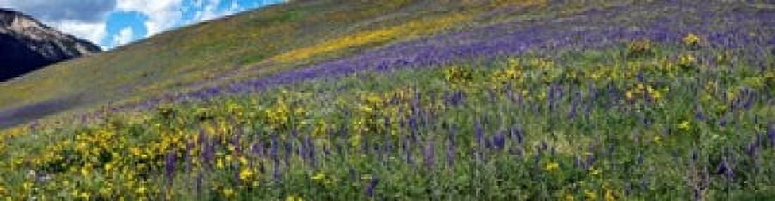 Hillside with yellow sunflowers and purple larkspur Crested Butte Gunnison County Colorado USA Canvas Art - Panoramic Images (40 x 10)