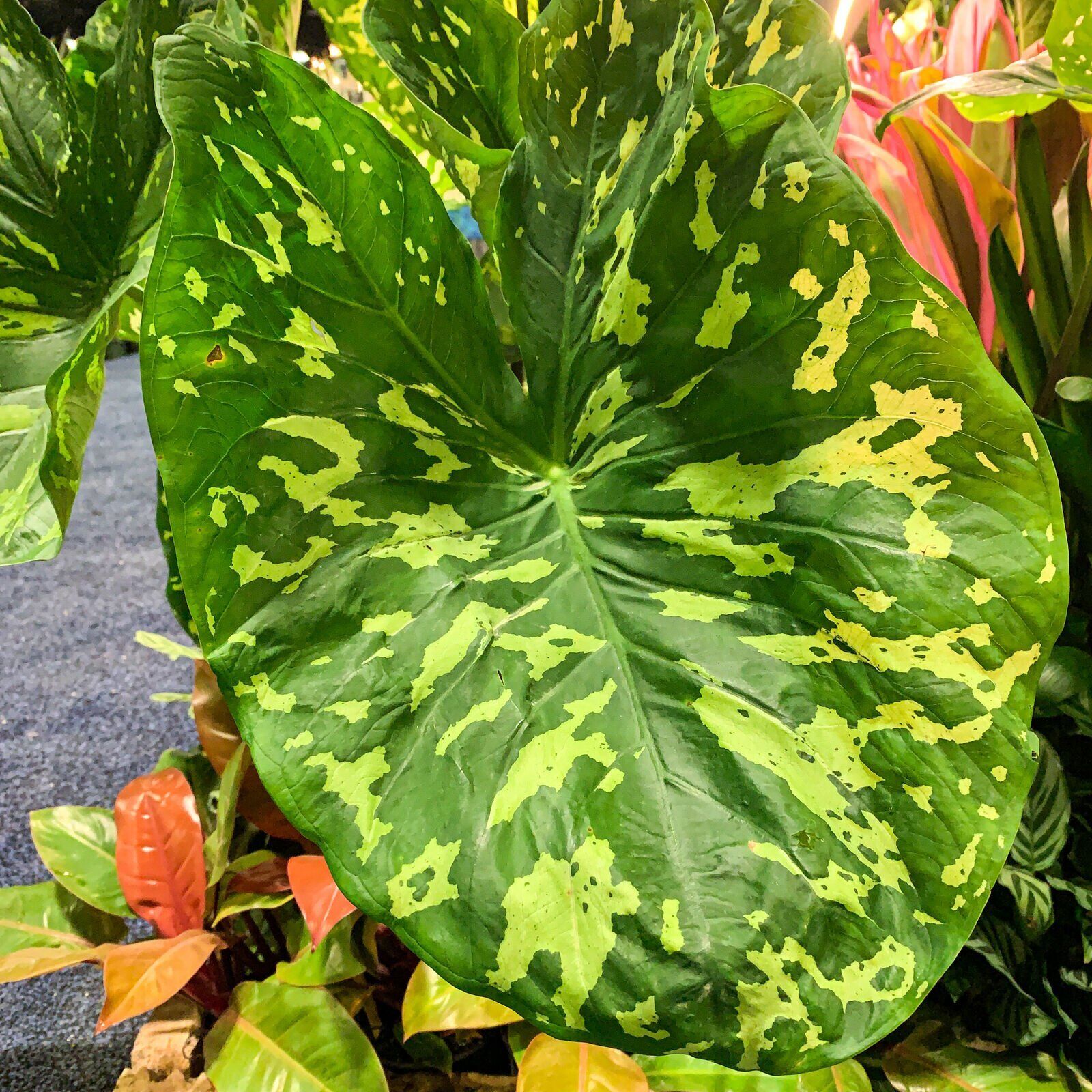 Hilo Beauty Elephant Ear Alocasia Live Plant