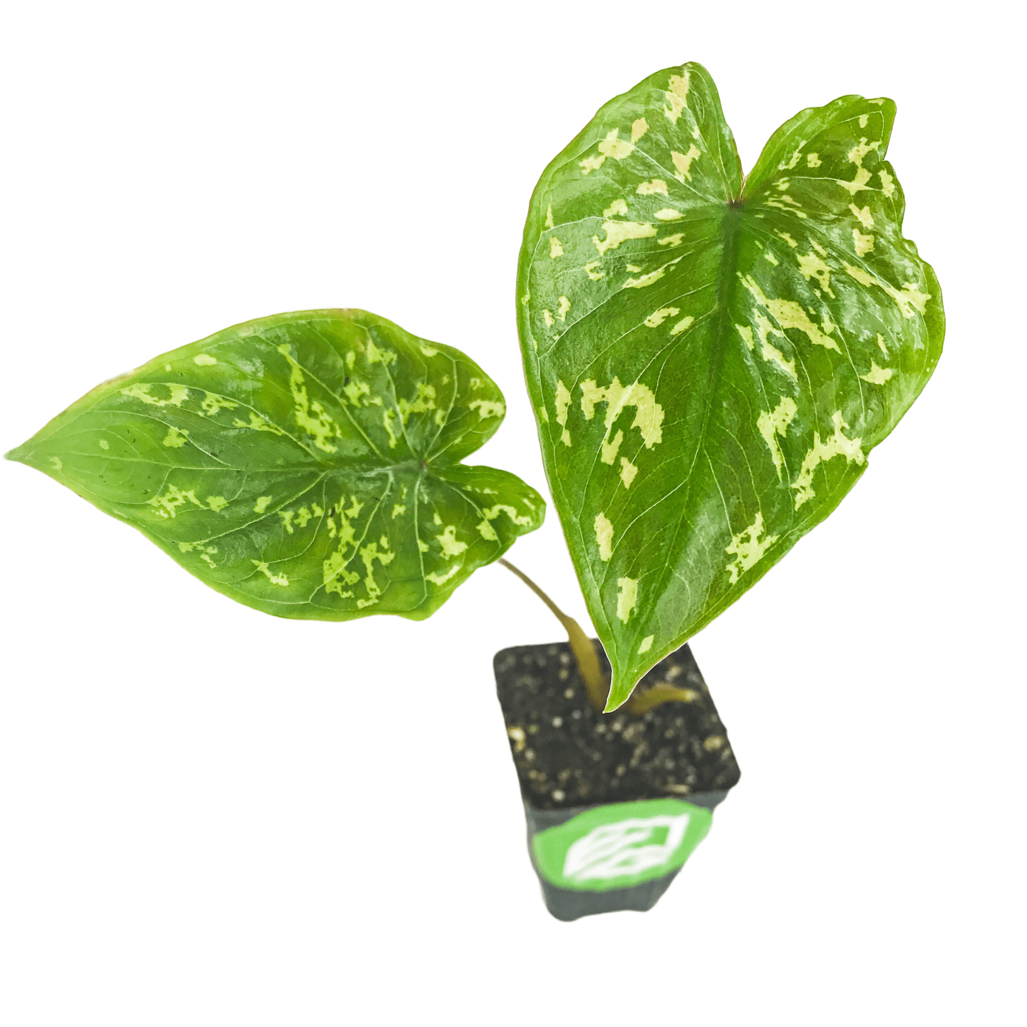 Hilo Beauty Elephant Ear Live Plant Alocasia Wellspring Gardens