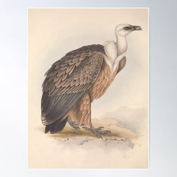 Himalayan Griffon Vulture Poster Wall Art, Modern Wall Decor For Living Room Bedroom, 12x18 UNFRAMED