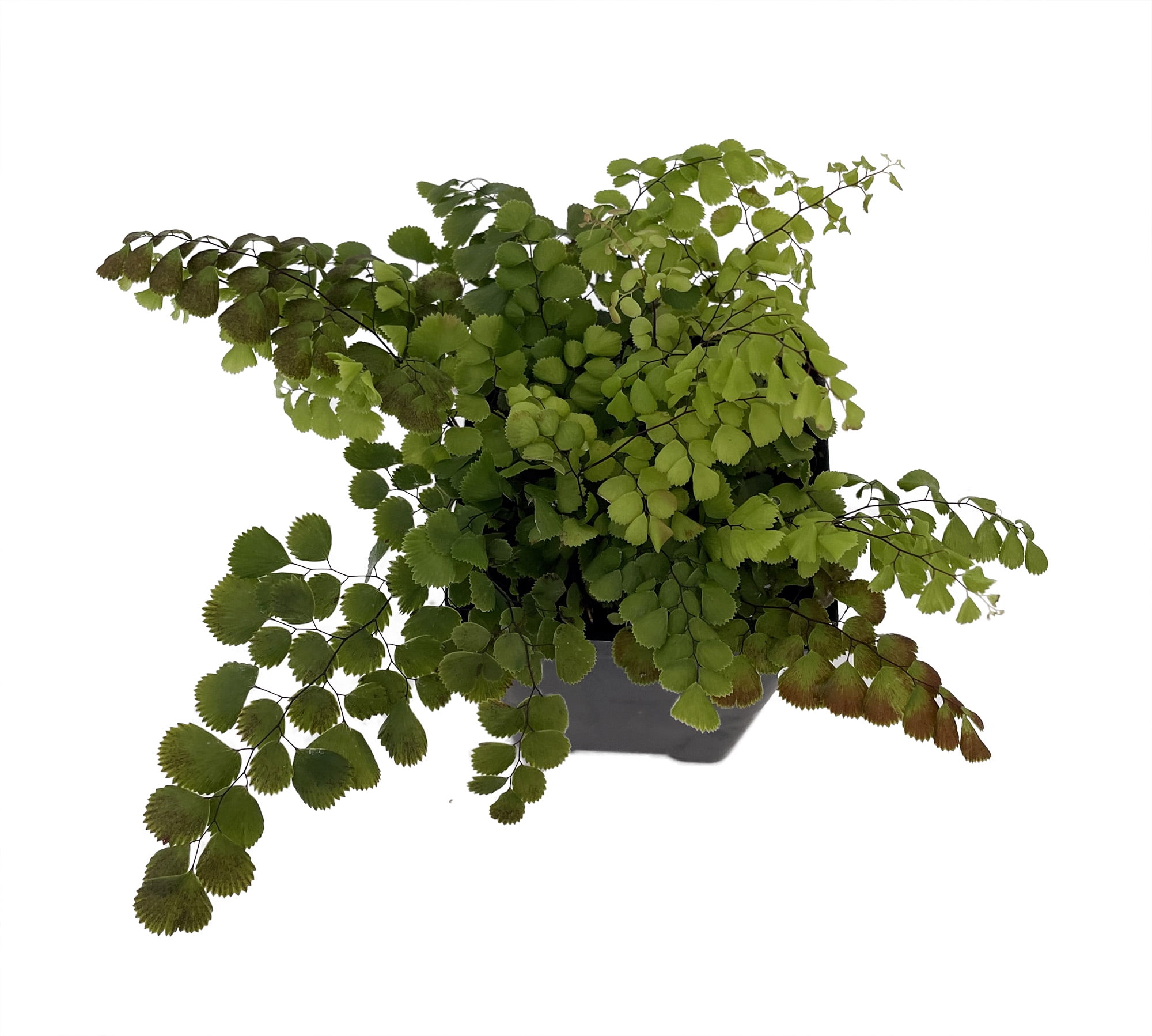 Himalayan Maidenhair Fern - Adiantum venustum - 2.5" Pot