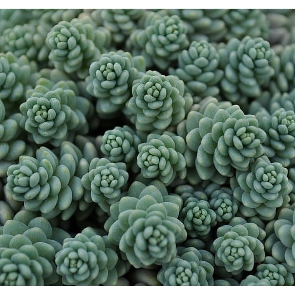 Himalayan Skies Sedum - Stonecrop - Fairy Garden - Quart Pot - Live Plant