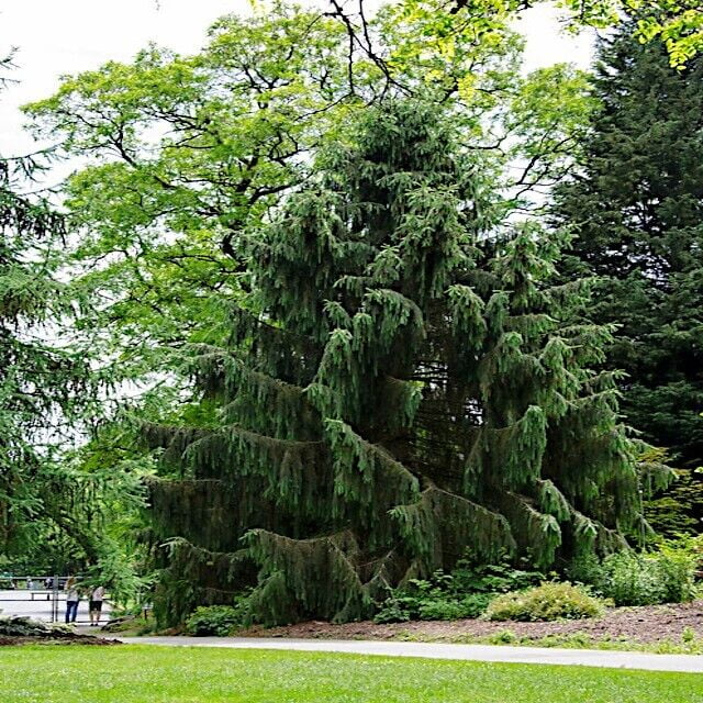 Himalayan Spruce Tree Seeds (Picea smithiana) Weeping Morinda Evergreen ...