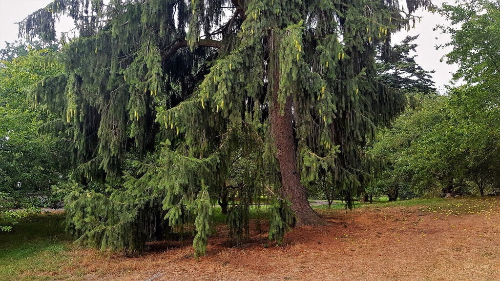 Himalayan Spruce Tree Seeds (Picea smithiana) Weeping Morinda Evergreen ...