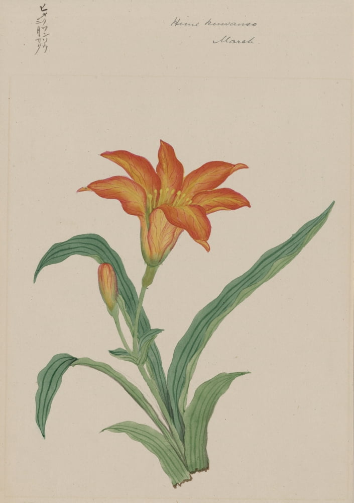 Hime kuwanso (lily) c1870 Canvas Art - Unknown (24 x 36)