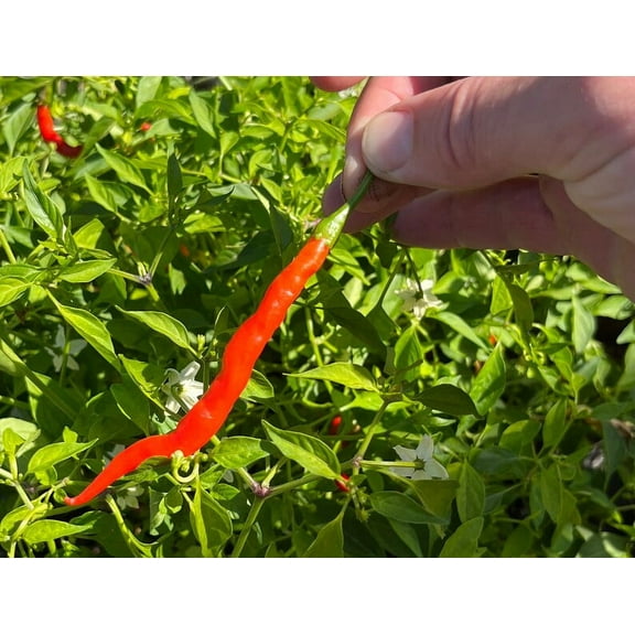Himo Togarashi Japanese Sweet String Chile Pepper Premium Seed Packet