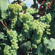 Himrod Seedless Grapes 1 Gallon