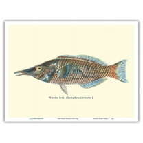 Hinalea i'iwi (Gomphosus Varius) - Hawaiian Bird Wrasse - from Fishes of Hawaii - Vintage Hawaiian Color Postcard c.1905 - Master Art Print (Unframed) 9in x 12in