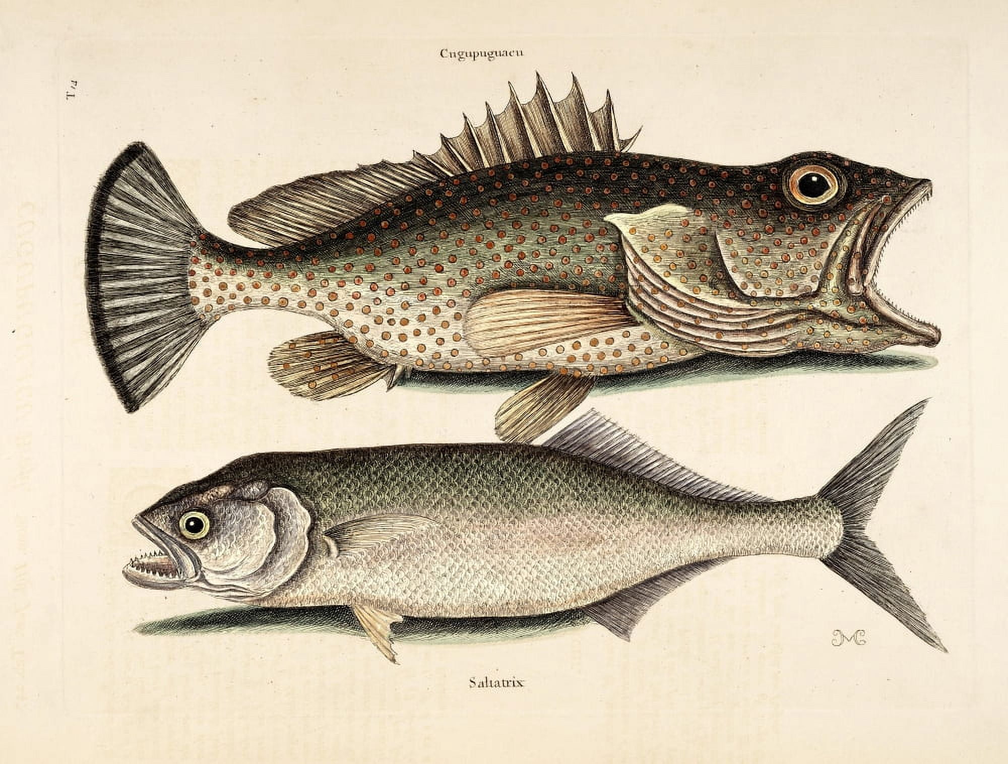 Hind Skipjack Canvas Art - Mark Catesby (18 x 24)