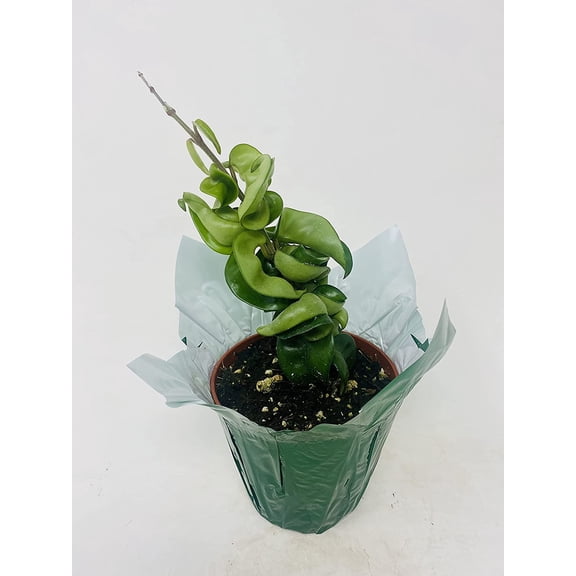 Hindu Indian Rope Plant- Hoya Exotic 4 inch