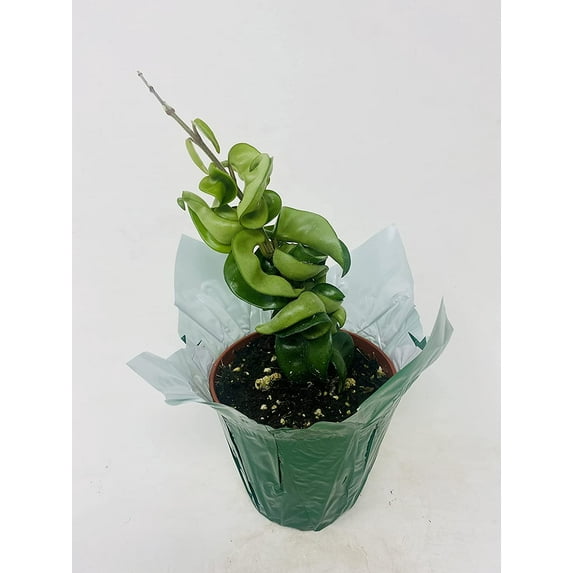 Hindu Indian Rope Plant- Hoya Exotic 4 inch