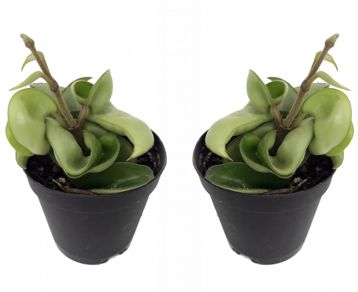 Hindu Rope - 2 Plants- Hoya - Exotic yet Easy - 2" Pots