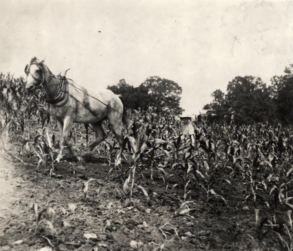 Hine Farm Work C1916. Nharold Oliphant Driving A Horse And Plow In A