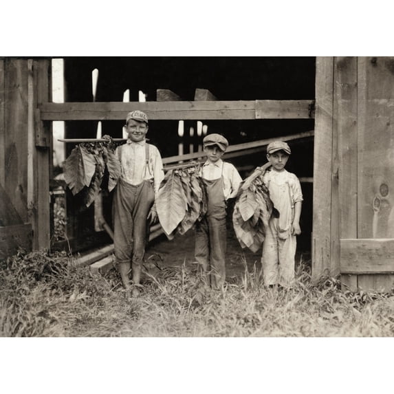 Hine Tobacco Farm 1917. Nan Eleven Year-Old Boy With Two Nine Year-Old Boys Drying Tobacco Leaves At The Cybalski